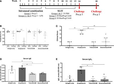 Methylation changes induced by a glycodendropeptide immunotherapy and associated to tolerance in mice